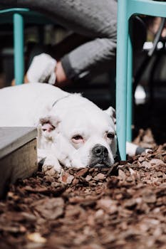 Paf Lisenssi: Tietoja Ja Arvioita Suomalaisesta Verkkokasino- Ja Vedonlyöntiyhtiöstä